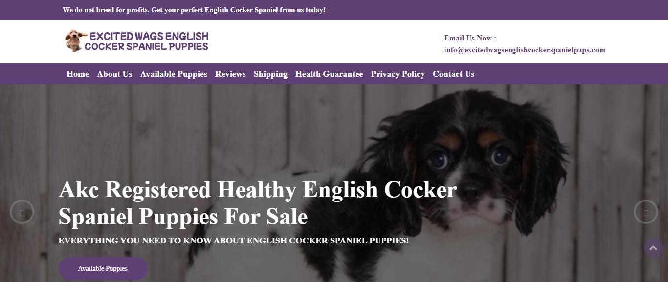 Excitedwagsenglishcockerspanielpups